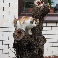 Подробнее об объявлении «Пропала кошка Новосибирск» Фото: пропала кошка  «Пропала кошка Новосибирск» в г. Новосибирск