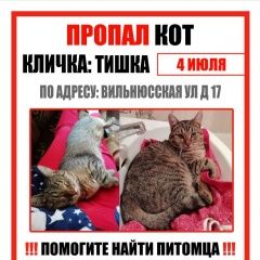 Подробнее об объявлении «Пропал кот тишка, 1 год, стерилизованный Москва» Фото: пропала кошка  «Пропал кот тишка, 1 год, стерилизованный Москва» в г. Москва