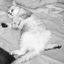 Подробнее об объявлении «Ангарск Пропала кошка» Фото: пропала кошка  «Ангарск Пропала кошка» в г. Ангарск