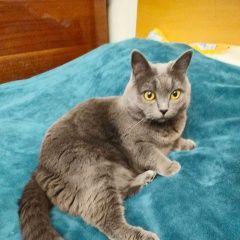 Подробнее об объявлении «Пропала кошка домашняя кошечка Москва» Фото: пропала кошка  «Пропала кошка домашняя кошечка Москва» в г. Москва