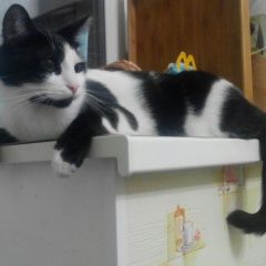 Подробнее об объявлении «Пропал кот. свао, южное медведково Москва» Фото: пропала кошка  «Пропал кот. свао, южное медведково Москва» в г. Москва