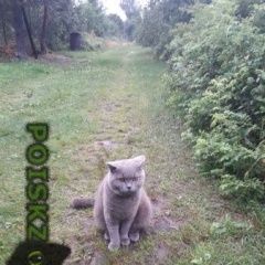 Подробнее об объявлении «Пропал кот Москва» Фото: пропала кошка Британская короткошерстная «Пропал кот Москва» в г. Москва