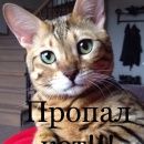 Подробнее об объявлении «Пропал кот большая просьба помогите найти Истра» Фото: пропала кошка Бенгальская «Пропал кот большая просьба помогите найти Истра» в г. Истра