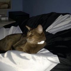 Подробнее об объявлении «Пропал кот у м. филевский парк Москва» Фото: пропала кошка Абиссинская «Пропал кот у м. филевский парк Москва» в г. Москва