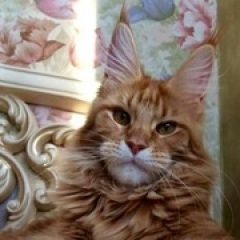 Подробнее об объявлении «Пропала кошка породы мейнкун Армавир» Фото: пропала кошка  «Пропала кошка породы мейнкун Армавир» в г. Армавир