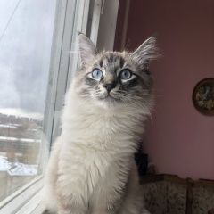 Подробнее об объявлении «Пропал кот с голубыми глазами Москва» Фото: пропала кошка  «Пропал кот с голубыми глазами Москва» в г. Москва