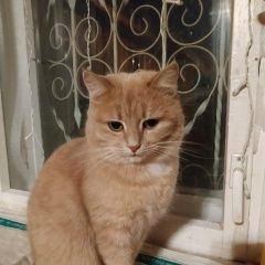 Подробнее об объявлении «Балабаново Пропала кошка 10-11 августа в деревне редькино» Фото: пропала кошка  «Балабаново Пропала кошка 10-11 августа в...» в г. Балабаново