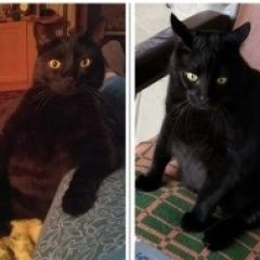 Подробнее об объявлении «Пропал кот чёрный кот кузя Красный Сулин» Фото: пропала кошка  «Пропал кот чёрный кот кузя Красный Сулин» в г. Красный Сулин