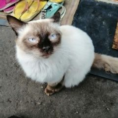 Подробнее об объявлении «Пропал кот Омск» Фото: пропала кошка  «Пропал кот Омск» в г. Омск