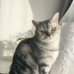 Подробнее об объявлении «Пропала кошка буся. р-н глебовское Новороссийск» Фото: пропала кошка Скоттиш страйт (шотландская прямоухая) «Пропала кошка буся. р-н глебовское Новороссийск» в г. Новороссийск