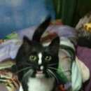 Подробнее об объявлении «Пропал кот Урай» Фото: пропала кошка  «Пропал кот Урай» в г. Урай