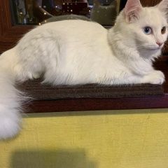 Подробнее об объявлении «Москва Пропала кошка глухая» Фото: пропала кошка  «Москва Пропала кошка глухая» в г. Москва