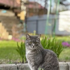 Подробнее об объявлении «Пропал кот в дп. родники раменский район Быково (Московская обл.)» Фото: пропала кошка  «Пропал кот в дп. родники раменский район Быково...» в г. Быково (Московская обл.)