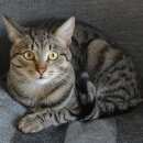 Подробнее об объявлении «Мытищи Пропал кот» Фото: пропала кошка  «Мытищи Пропал кот» в г. Мытищи