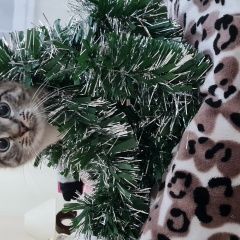 Подробнее об объявлении «Пропала кошка Гурьевск (Калининградская обл.)» Фото: пропала кошка  «Пропала кошка Гурьевск (Калининградская обл.)» в г. Гурьевск (Калининградская обл.)