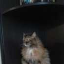 Подробнее об объявлении «Пропала кошка Томск» Фото: пропала кошка  «Пропала кошка Томск» в г. Томск