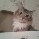 Подробнее об объявлении «Пропала кошка прошу помогите Томск» Фото: пропала кошка  «Пропала кошка прошу помогите Томск» в г. Томск