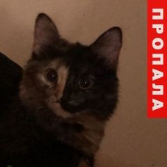 Подробнее об объявлении «Пропала кошка Москва» Фото: пропала кошка  «Пропала кошка Москва» в г. Москва