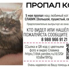 Подробнее об объявлении «Пропал кот зовут славик Сочи» Фото: пропала кошка Сибирская кошка «Пропал кот зовут славик Сочи» в г. Сочи
