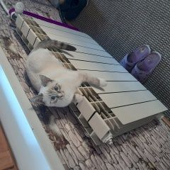 Подробнее об объявлении «Пропал кот голубоглазый котёнок Зеленодольск» Фото: пропала кошка  «Пропал кот голубоглазый котёнок Зеленодольск» в г. Зеленодольск