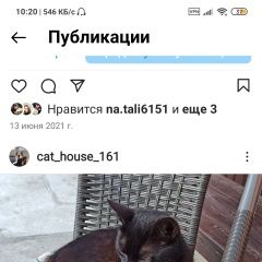 Подробнее об объявлении «Пропала кошка стерилизованная черного цвета на Ростов-на-Дону» Фото: пропала кошка  «Пропала кошка стерилизованная черного цвета на...» в г. Ростов-на-Дону