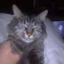 Подробнее об объявлении «Мытищи Пропал кот помогите найти любимого кота» Фото: пропала кошка  «Мытищи Пропал кот помогите найти любимого кота» в г. Мытищи