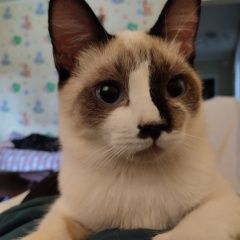 Подробнее об объявлении «Луганск Пропал кот помесь» Фото: пропала кошка  «Луганск Пропал кот помесь» в г. Луганск