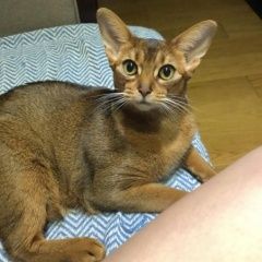 Подробнее об объявлении «Пропала кошка Казань» Фото: пропала кошка Абиссинская кошка «Пропала кошка Казань» в г. Казань