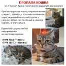 Подробнее об объявлении «Пропала кошка просим помощи, за вознаграждение Симферополь» Фото: пропала кошка  «Пропала кошка просим помощи, за вознаграждение...» в г. Симферополь