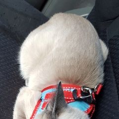 Подробнее об объявлении «Мытищи Пропала кошка» Фото: пропала кошка  «Мытищи Пропала кошка» в г. Мытищи