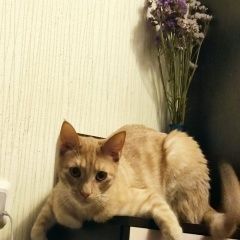 Подробнее об объявлении «Пропал кот на суздальском проспекте Санкт-Петербург» Фото: пропала кошка  «Пропал кот на суздальском проспекте...» в г. Санкт-Петербург