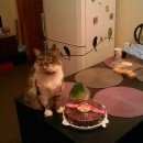 Подробнее об объявлении «Москва Пропал кот» Фото: пропала кошка  «Москва Пропал кот» в г. Москва