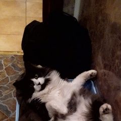 Подробнее об объявлении «Пропала кошка Москва» Фото: пропала кошка  «Пропала кошка Москва» в г. Москва