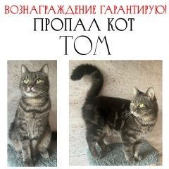Подробнее об объявлении «Пропал кот серый Москва» Фото: пропала кошка  «Пропал кот серый Москва» в г. Москва