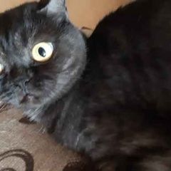 Подробнее об объявлении «Пропала кошка Бор» Фото: пропала кошка Британская короткошерстная кошка «Пропала кошка Бор» в г. Бор