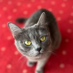 Подробнее об объявлении «Пропала кошка выпала из окна серая кошка Немчиновка» Фото: пропала кошка  «Пропала кошка выпала из окна серая кошка...» в г. Немчиновка