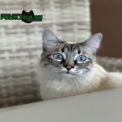 Подробнее об объявлении «Пропала кошка Новочеркасск» Фото: пропала кошка Невская маскарадная «Пропала кошка Новочеркасск» в г. Новочеркасск