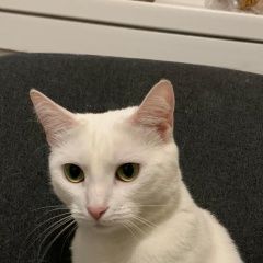 Подробнее об объявлении «Пропала кошка Ивантеевка (Московская обл.)» Фото: пропала кошка  «Пропала кошка Ивантеевка (Московская обл.)» в г. Ивантеевка (Московская обл.)