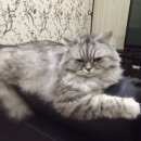 Подробнее об объявлении «Пропал кот пушистый серо-дымчатый Звенигород» Фото: пропала кошка  «Пропал кот пушистый серо-дымчатый Звенигород» в г. Звенигород
