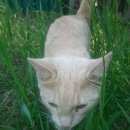 Подробнее об объявлении «Воронеж Пропал кот кто нашел или видел прошу позвоните» Фото: пропала кошка  «Воронеж Пропал кот кто нашел или видел прошу...» в г. Воронеж