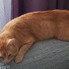 Подробнее об объявлении «Пропал кот рыжий Зеленодольск» Фото: пропала кошка  «Пропал кот рыжий Зеленодольск» в г. Зеленодольск