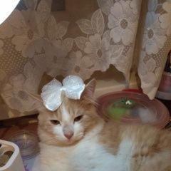 Подробнее об объявлении «Краснодар Пропал кот наш кот» Фото: пропала кошка  «Краснодар Пропал кот наш кот» в г. Краснодар