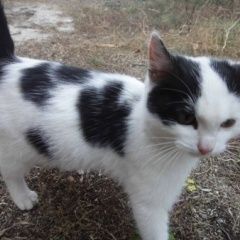 Подробнее об объявлении «Пропал кот Оренбург» Фото: пропала кошка  «Пропал кот Оренбург» в г. Оренбург