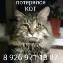 Подробнее об объявлении «Чехов Пропал кот» Фото: пропала кошка  «Чехов Пропал кот» в г. Чехов