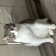 Подробнее об объявлении «Пропал кот Кемерово» Фото: пропала кошка Сибирская кошка «Пропал кот Кемерово» в г. Кемерово