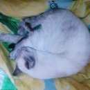 Подробнее об объявлении «Бердск Пропала кошка» Фото: пропала кошка Сиамская «Бердск Пропала кошка» в г. Бердск