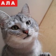 Подробнее об объявлении «Сертолово Пропал кот» Фото: пропала кошка  «Сертолово Пропал кот» в г. Сертолово