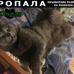 Подробнее об объявлении «Пропал кот Сочи» Фото: пропала кошка Русская голубая «Пропал кот Сочи» в г. Сочи
