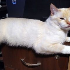 Подробнее об объявлении «Калининград (Кенигсберг) Пропал кот» Фото: пропала кошка  «Калининград (Кенигсберг) Пропал кот» в г. Калининград (Кенигсберг)