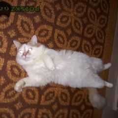 Подробнее об объявлении «Пропал котик около двух лет Калуга» Фото: пропала кошка  «Пропал котик около двух лет Калуга» в г. Калуга